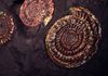 psiloceras planorbis (Ammonite Fossil).jpg