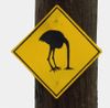 Ostrich head in sand sign.jpg
