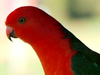 king-parrot.png