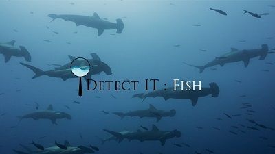 DetectIT_Fish.jpg