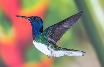 hummingbird-for blog.jpg