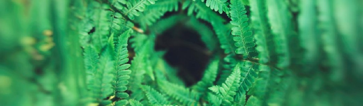 Vortex of branches with leaves