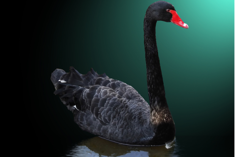 Be Better Prepared for Black Swan Events with Digital Transformation