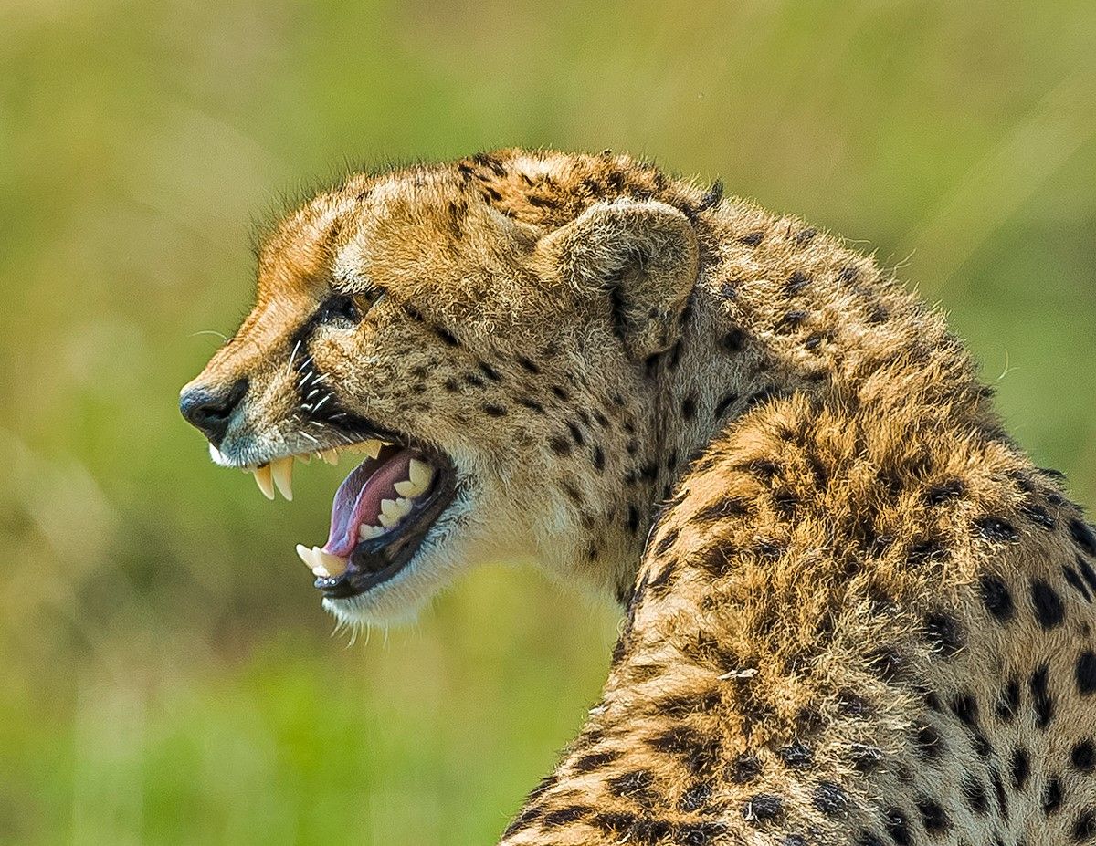 cheetah-blog.jpg