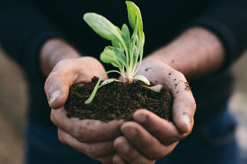Plant.jpg