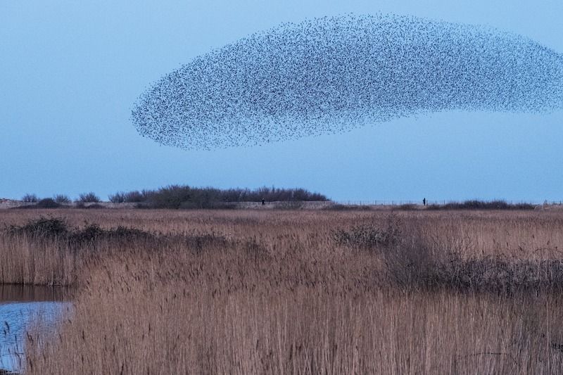 HPE-AI-swarm learning-blog.jpg