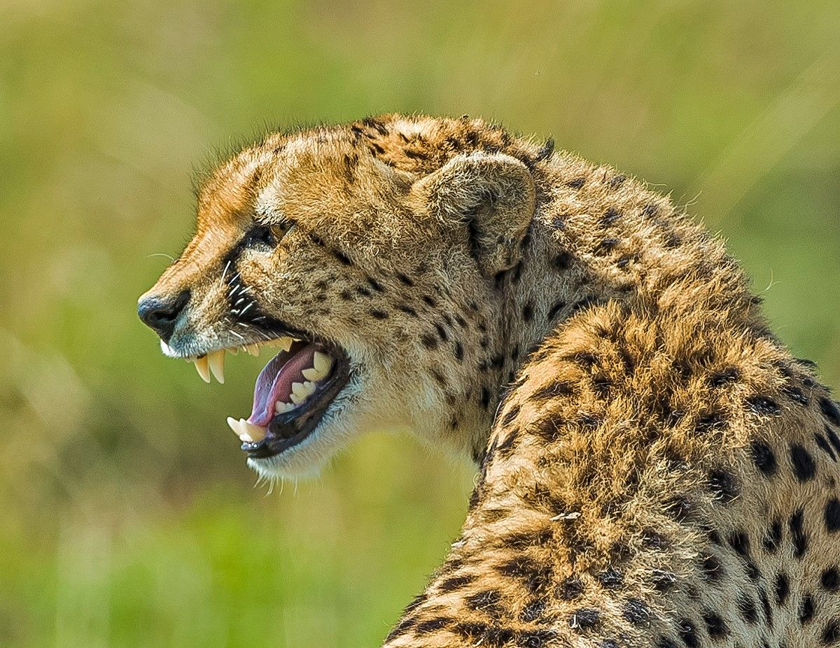 cheetah.jpg