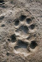Female leopard tracks