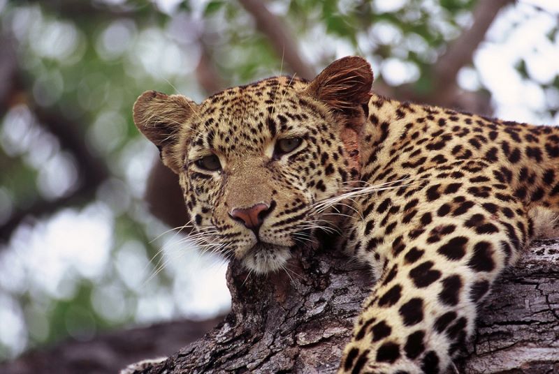 HPE animal tracking leopard final.jpg