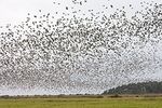 hp flock of birds.jpg