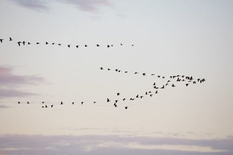 birds.jpg