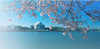 DC cherry blossoms.png