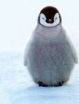 baby penguin in snow iphone.jpg