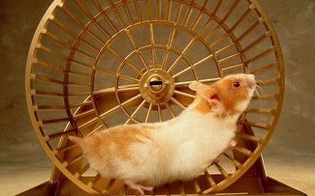 Hamster wheel -realistic.jpg
