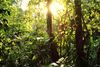 Tropical-Rainforest-2.jpg
